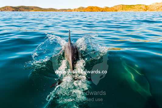 An Indo-Pacific Bottlenose Dolphin leaps from the warm sea off a desert coastline. near Cockatoo Island, Yampi Sound, Buccaneer Archipelago, Kimberley Coast, Western Australia, Australia.