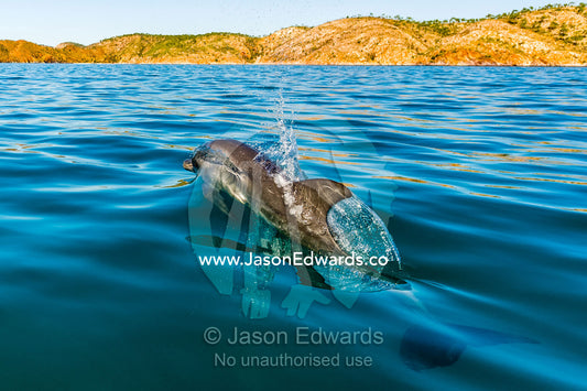 An Indo-Pacific Bottlenose Dolphin leaps from the warm sea off a desert coastline. near Cockatoo Island, Yampi Sound, Buccaneer Archipelago, Kimberley Coast, Western Australia, Australia.