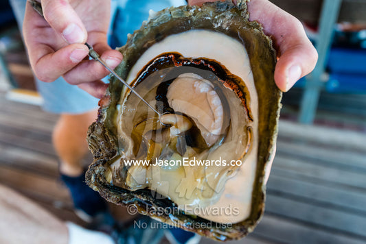 A presenter shows a gonad in an Australian South Sea Pearl oyster shell. Willie Creek Pearl Farm, Broome, Western Australia, Australia.
