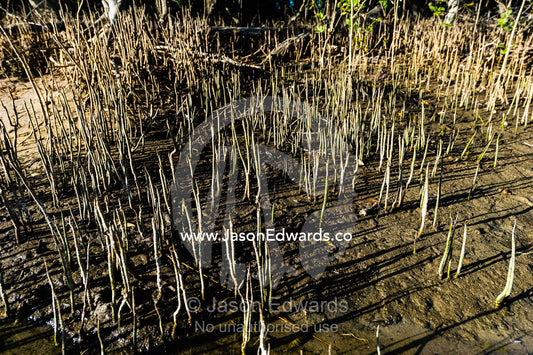 Pneumatophores are the aerial root systems that allow mangroves to get oxygen as the mud they live in is anaerobic. Calamity Bay, Koolama Bay, Kimberley Coast, Western Australia, Australia.