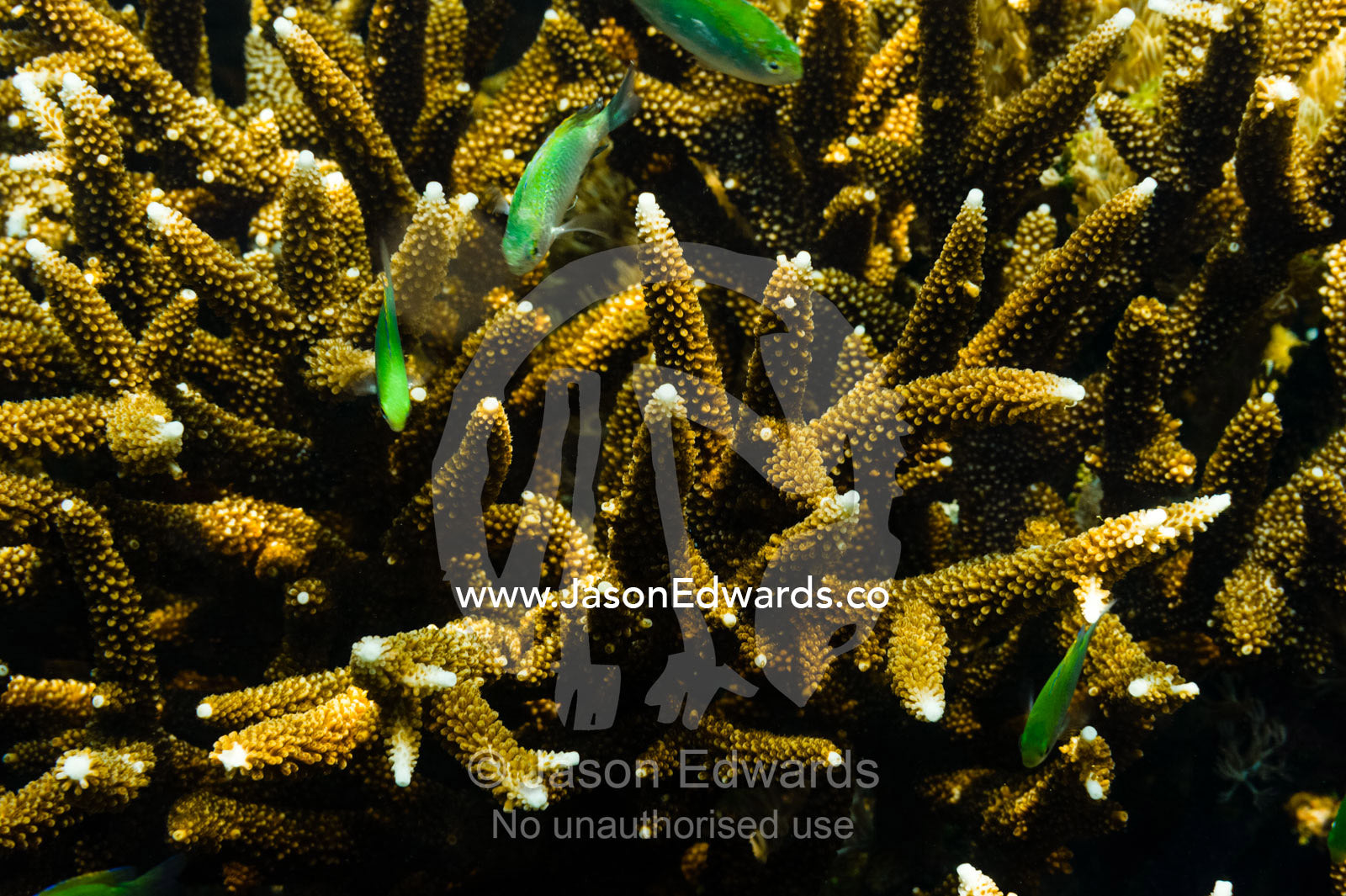 Blue Green Damsel fish swimming around a staghorn coral. Alyui Bay, Waigeo Island, West Papua Province, Raja Ampat, Indonesia.