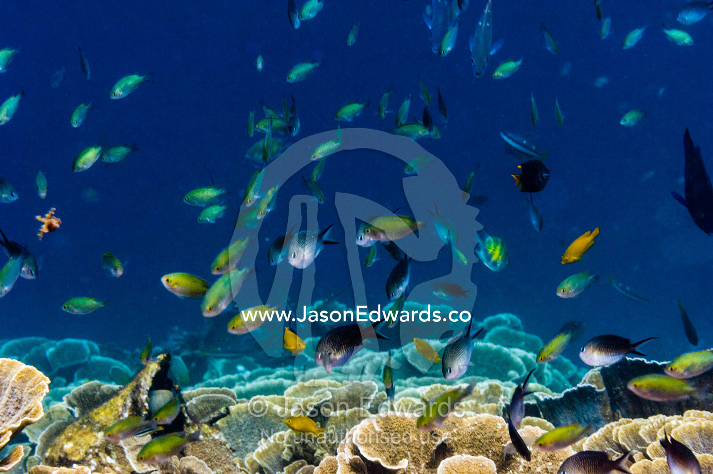 A shoal of assorted Chromodoris damsel fish swimming above a reef. Alyui Bay, Waigeo Island, West Papua Province, Raja Ampat, Indonesia.
