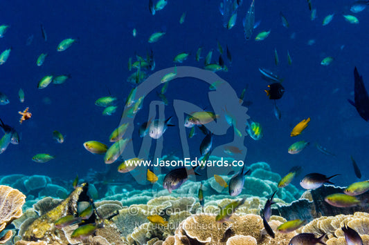 A shoal of assorted Chromodoris damsel fish swimming above a reef. Alyui Bay, Waigeo Island, West Papua Province, Raja Ampat, Indonesia.