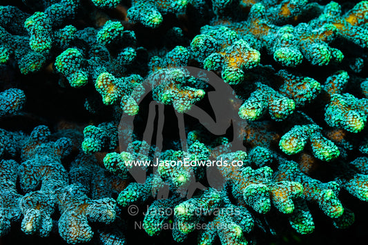 The rounded fingers of a neon green and blue hard coral on a reef. Alyui Bay, Waigeo Island, West Papua Province, Raja Ampat, Indonesia.