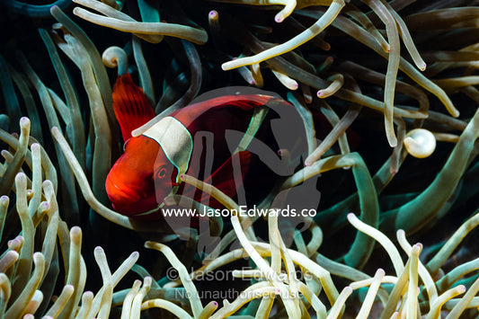 A bright red Spine-cheeked Anemonefish sheltering in the stinging tentacles of an anemone. Alyui Bay, Waigeo Island, West Papua Province, Raja Ampat, Indonesia.