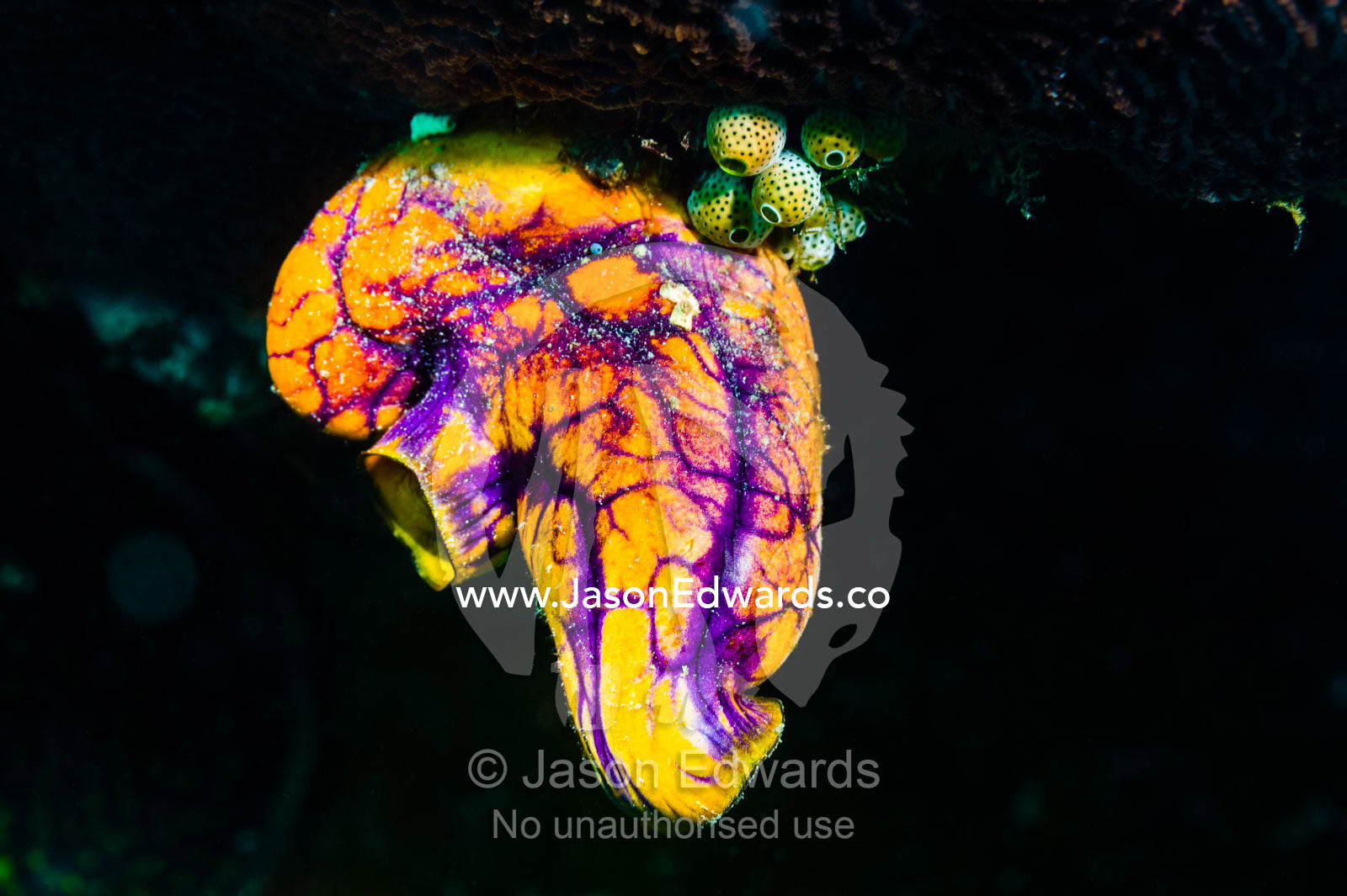 A colorful purple and yellow Gold-mouth Sea Squirt hanging from a coral reef. Alyui Bay, Waigeo Island, West Papua Province, Raja Ampat, Indonesia.