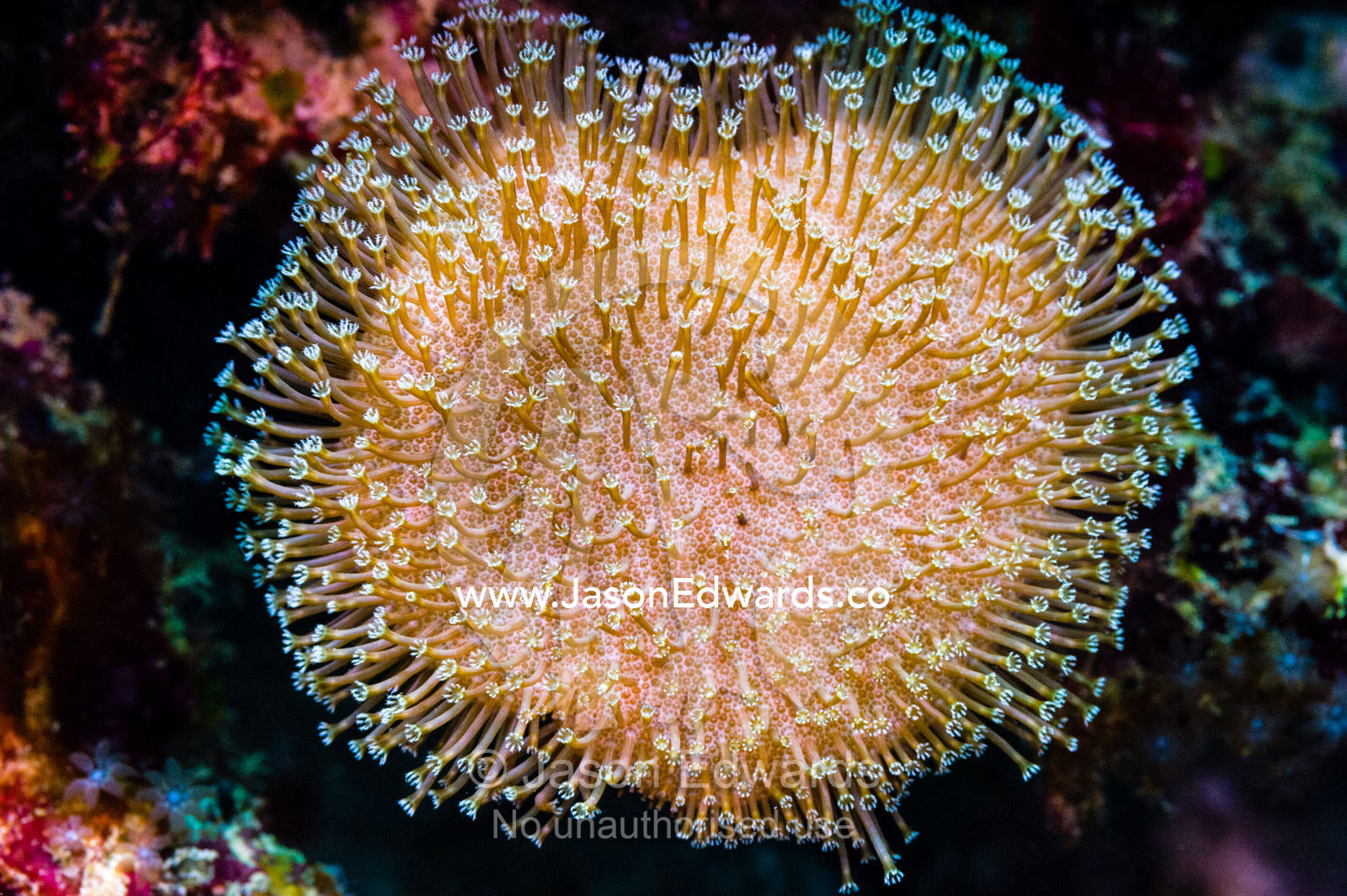 The feeding polyps of a small Elephant Ear soft coral on a reef. Alyui Bay, Waigeo Island, West Papua Province, Raja Ampat, Indonesia.