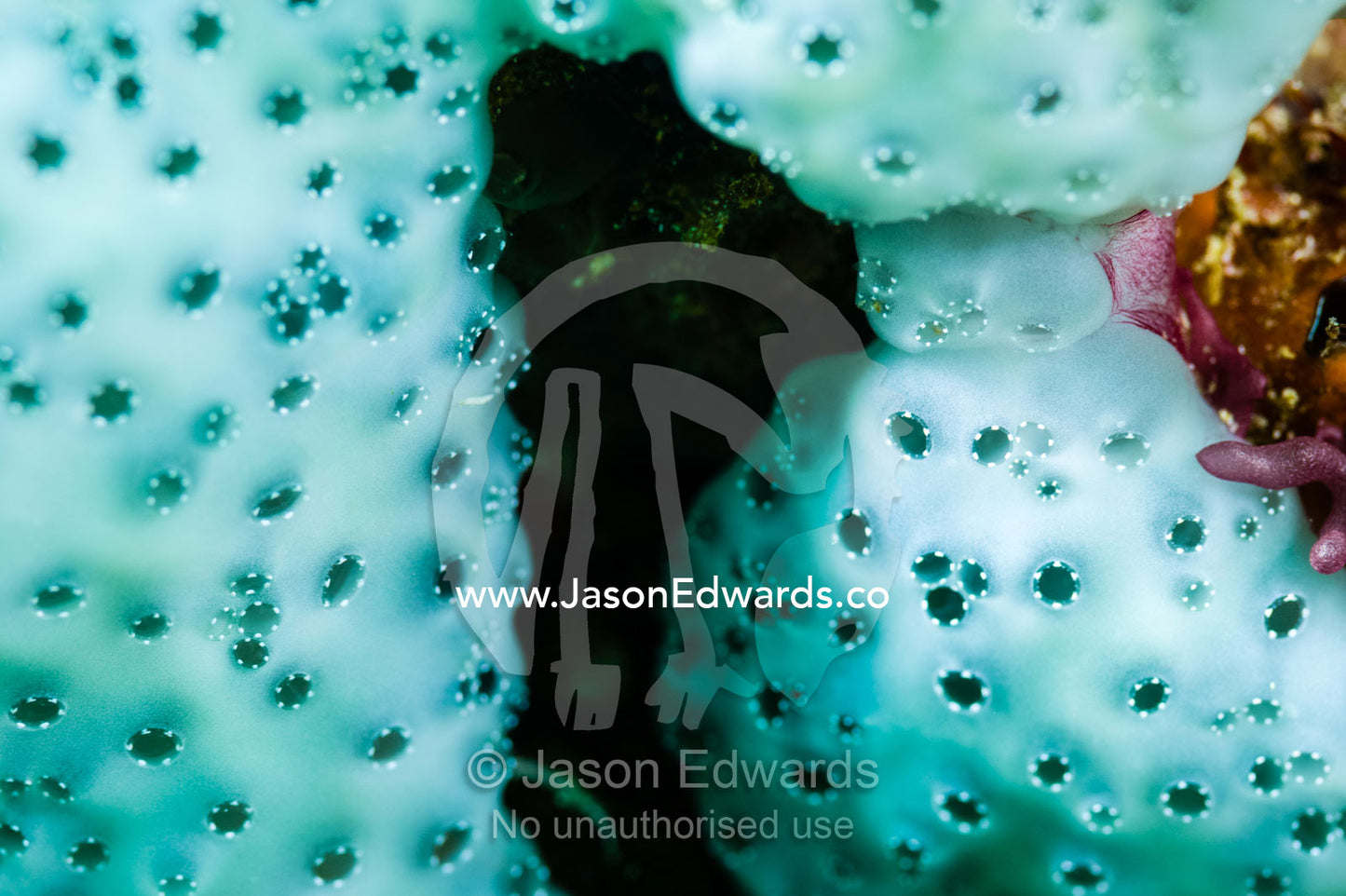 The iridescent pearl-like surface of a Polycitor annulus Ascidian. Alyui Bay, Waigeo Island, West Papua Province, Raja Ampat, Indonesia.