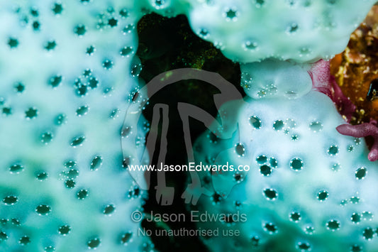 The iridescent pearl-like surface of a Polycitor annulus Ascidian. Alyui Bay, Waigeo Island, West Papua Province, Raja Ampat, Indonesia.
