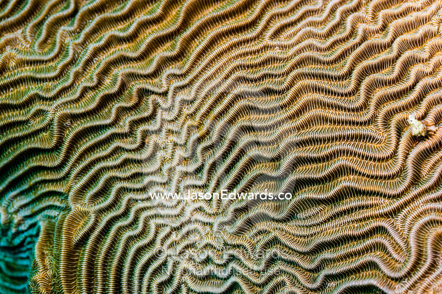 The linear wave textured surface of a hard coral on a tropical reef. Alyui Bay, Waigeo Island, West Papua Province, Raja Ampat, Indonesia.