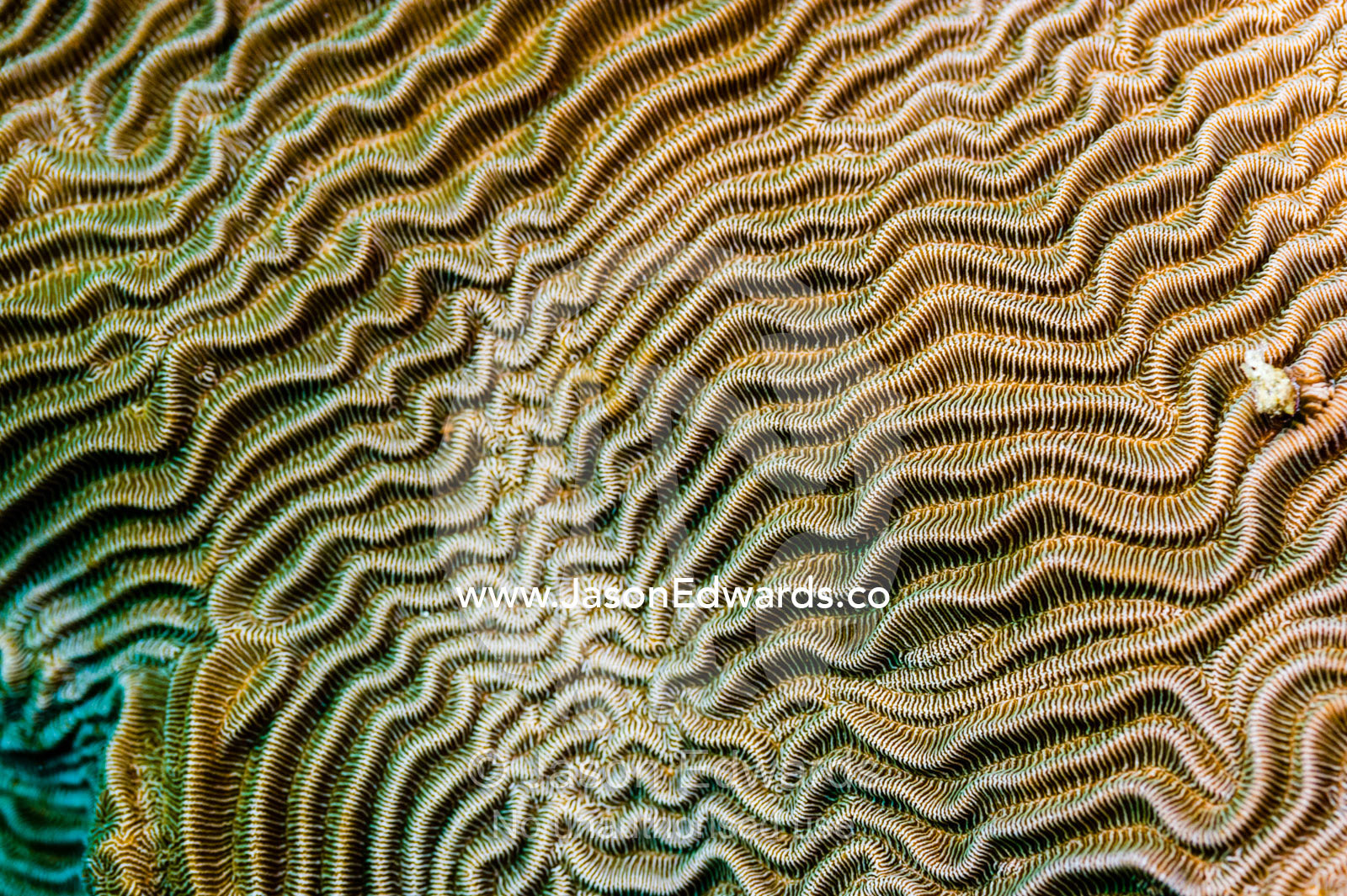 The linear wave textured surface of a hard coral on a tropical reef. Alyui Bay, Waigeo Island, West Papua Province, Raja Ampat, Indonesia.