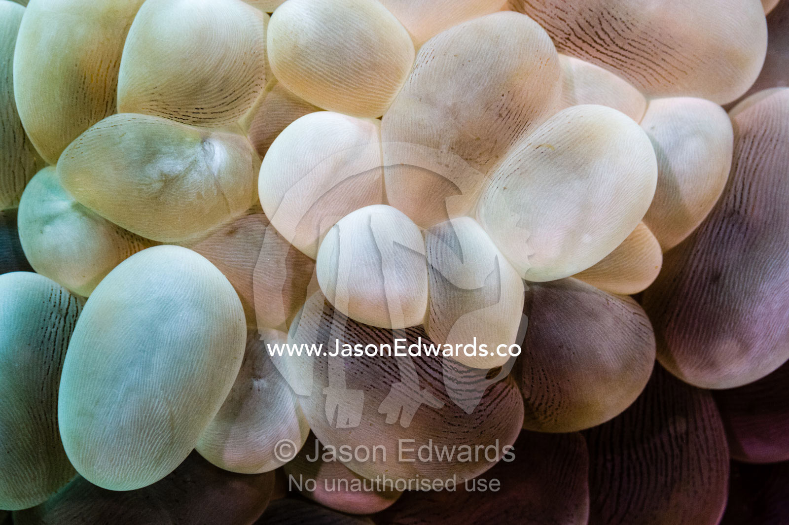 A Bubble Coral growing in the low light region of a tropical reef. Alyui Bay, Waigeo Island, West Papua Province, Raja Ampat, Indonesia.