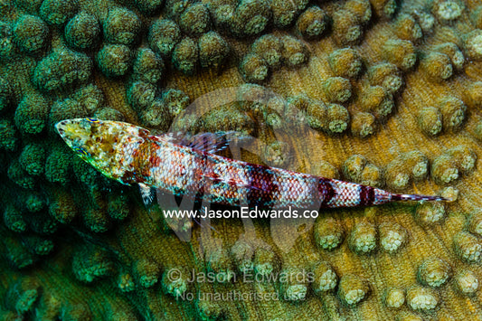 A predatory Variegated Lizardfish resting on the surface of a hard coral plate. Alyui Bay, Waigeo Island, West Papua Province, Raja Ampat, Indonesia.
