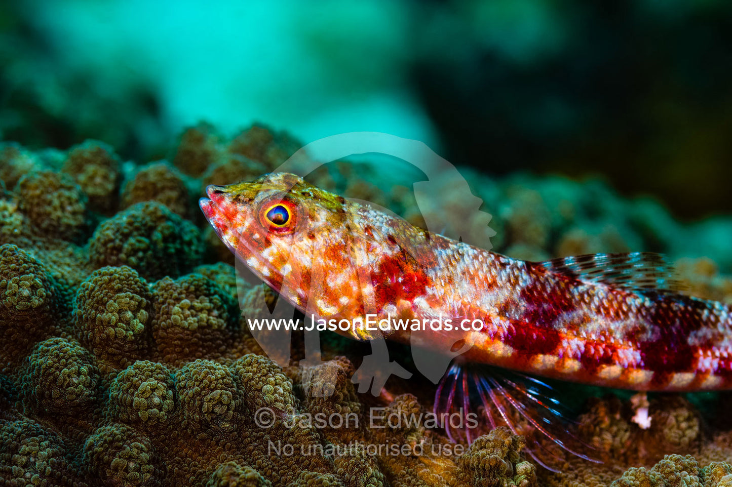 A predatory Variegated Lizardfish resting on the surface of a hard coral plate. Alyui Bay, Waigeo Island, West Papua Province, Raja Ampat, Indonesia.
