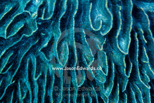 The blue velvet labia-like  folds of a hard coral on a tropical reef. Alyui Bay, Waigeo Island, West Papua Province, Raja Ampat, Indonesia.