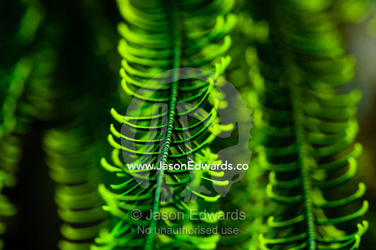A close-up of the arm of a Feather Star filter feeding small particles of food. Alyui Bay, Waigeo Island, West Papua Province, Raja Ampat, Indonesia.