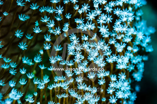 A cluster of feeding polyps of a small soft coral on a reef. Alyui Bay, Waigeo Island, West Papua Province, Raja Ampat, Indonesia.