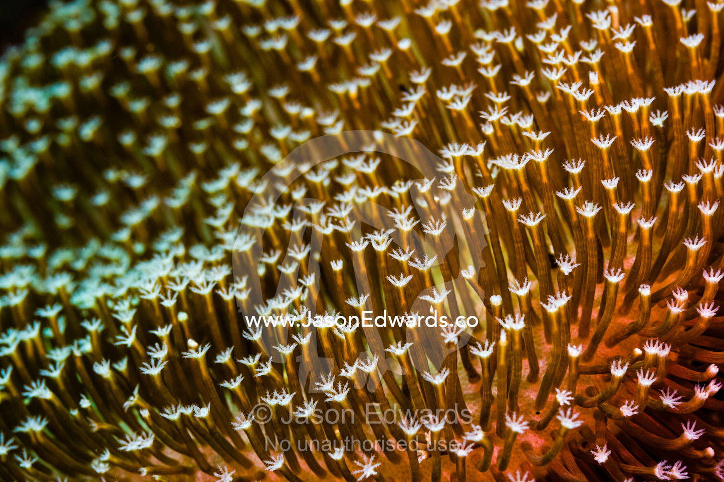 A cluster of feeding polyps of a small soft coral on a reef. Alyui Bay, Waigeo Island, West Papua Province, Raja Ampat, Indonesia.