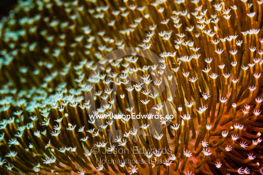 A cluster of feeding polyps of a small soft coral on a reef. Alyui Bay, Waigeo Island, West Papua Province, Raja Ampat, Indonesia.
