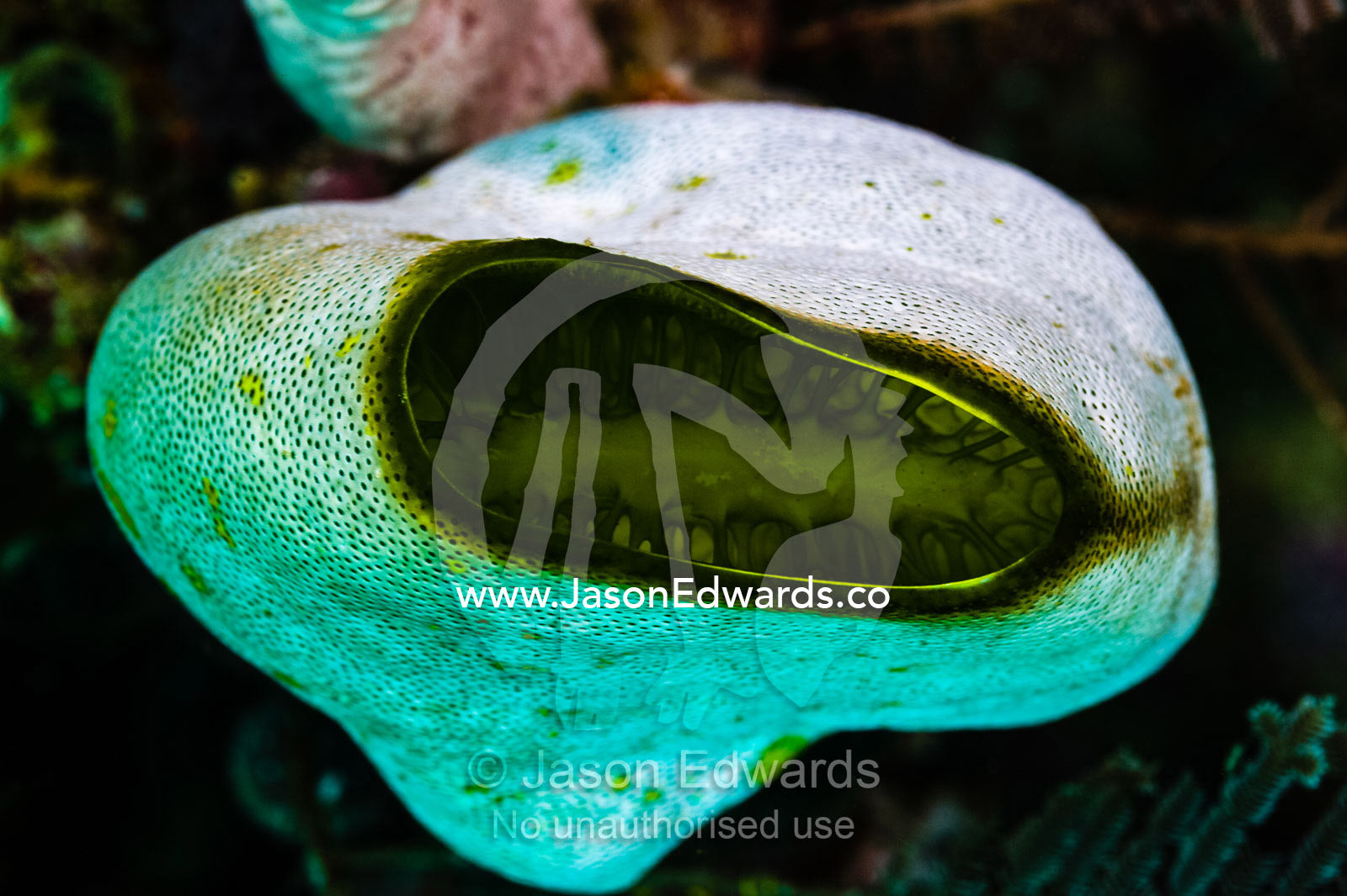 Looking down inside a Green Barrel Sea Squirt on a reef. Alyui Bay, Waigeo Island, West Papua Province, Raja Ampat, Indonesia.