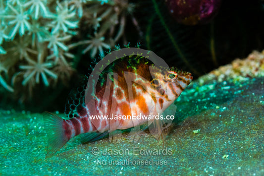 A Threadfin Hawkfish resting on it's pectoral fins on a rock. Alyui Bay, Waigeo Island, West Papua Province, Raja Ampat, Indonesia.