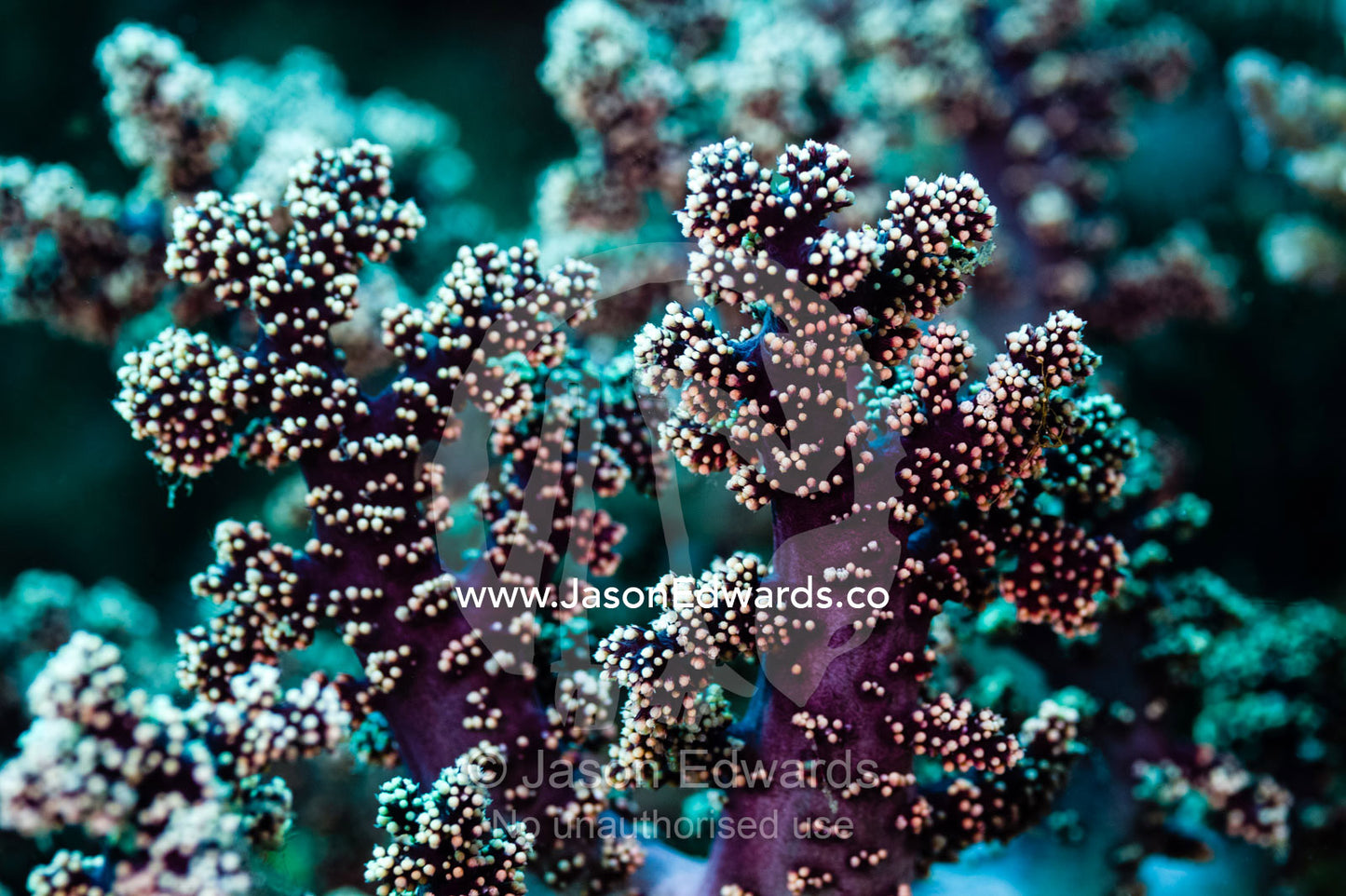The stalks and polyps of a lavender coloured soft coral on a reef. Alyui Bay, Waigeo Island, West Papua Province, Raja Ampat, Indonesia.