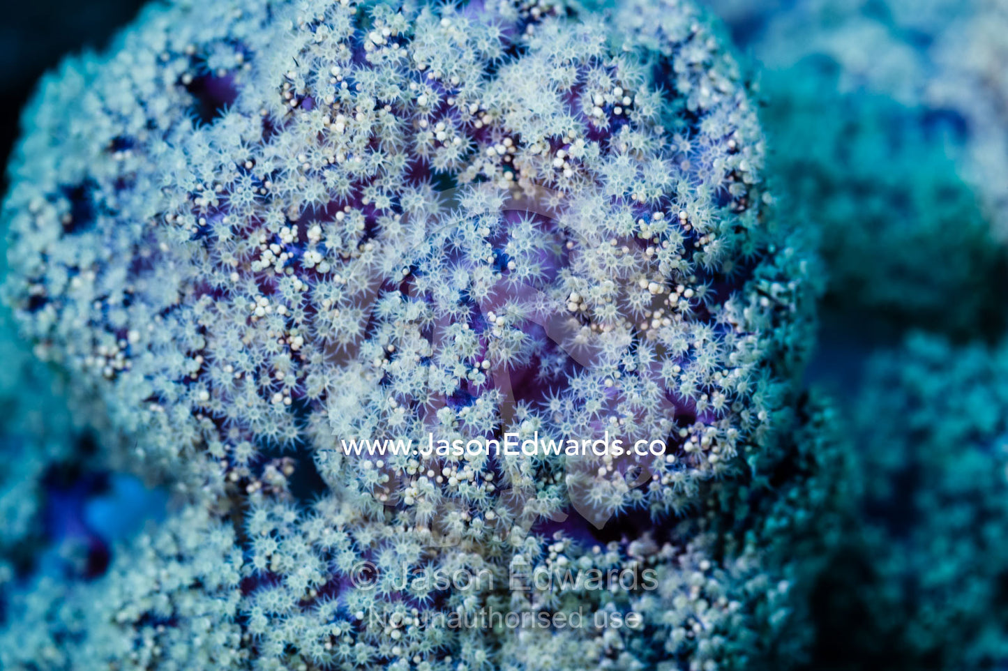 The feeding polyps of a lavender coloured soft coral on a reef. Alyui Bay, Waigeo Island, West Papua Province, Raja Ampat, Indonesia.