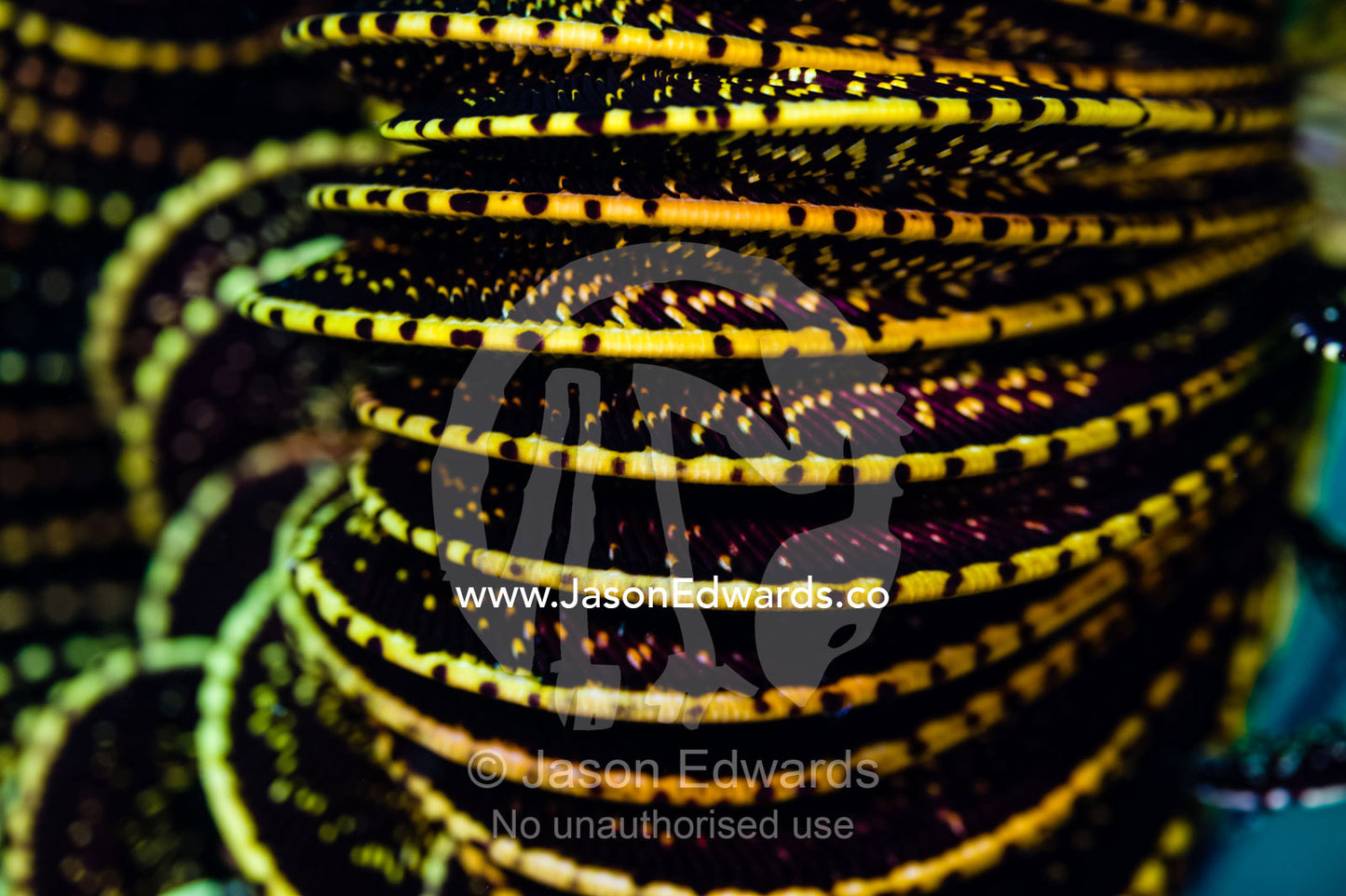 The coiled arms of a Feather Star on a reef. Alyui Bay, Waigeo Island, West Papua Province, Raja Ampat, Indonesia.