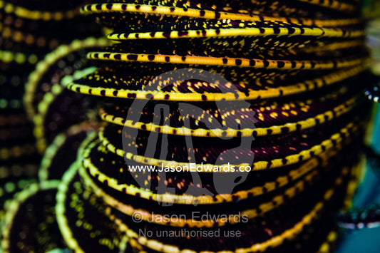 The coiled arms of a Feather Star on a reef. Alyui Bay, Waigeo Island, West Papua Province, Raja Ampat, Indonesia.