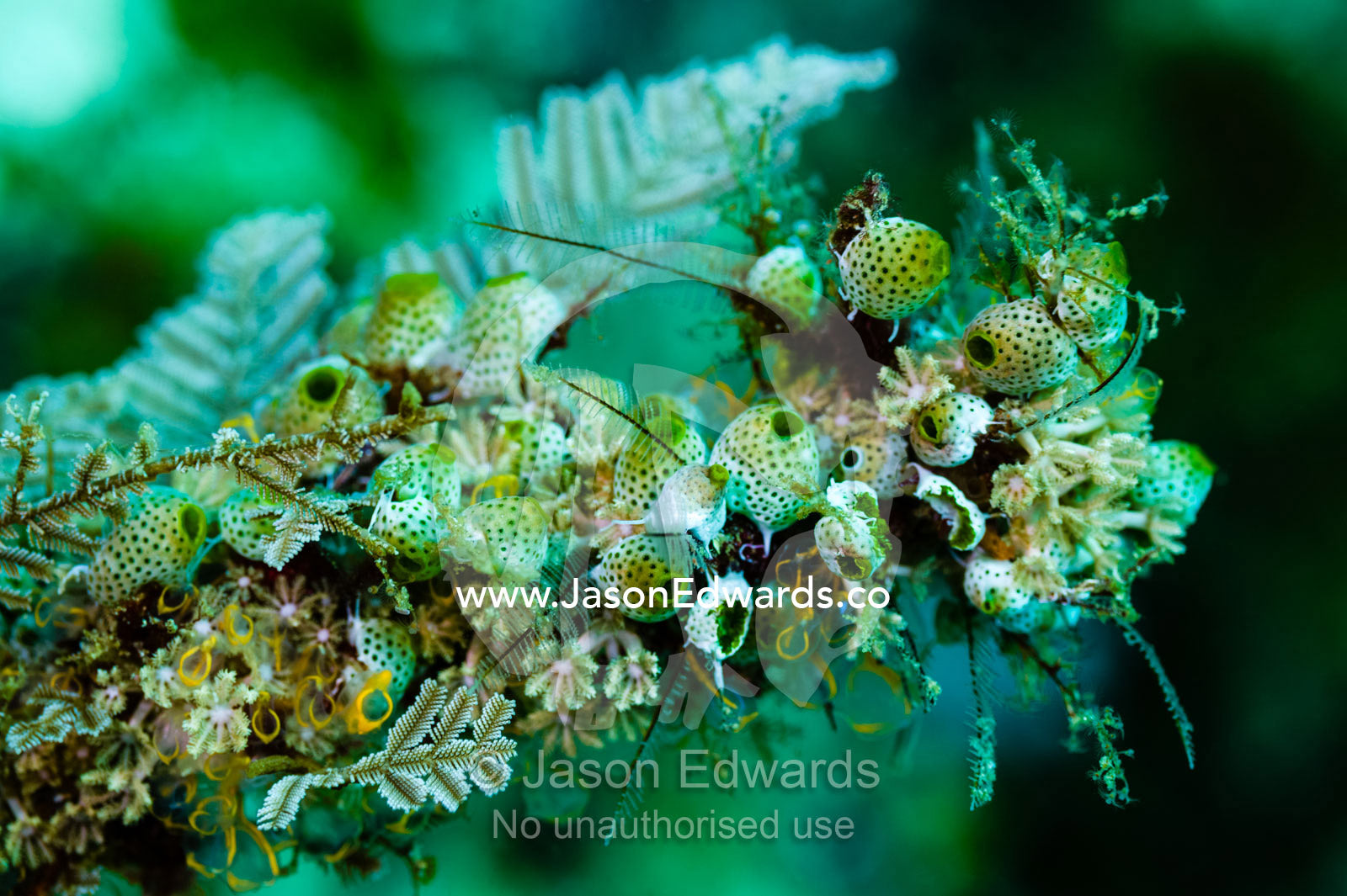 A delicate colony of Green Reef Sea Squirts perched on a reef. Alyui Bay, Waigeo Island, West Papua Province, Raja Ampat, Indonesia.