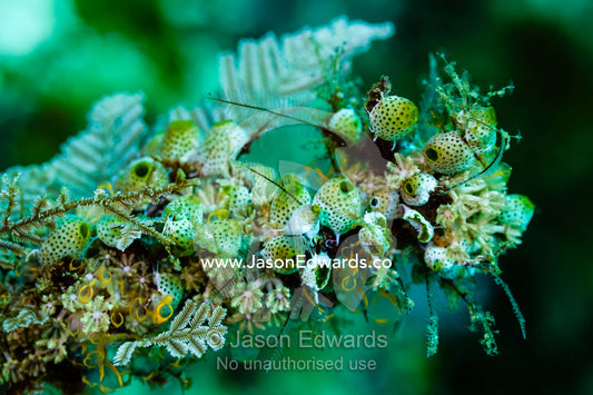 A delicate colony of Green Reef Sea Squirts perched on a reef. Alyui Bay, Waigeo Island, West Papua Province, Raja Ampat, Indonesia.