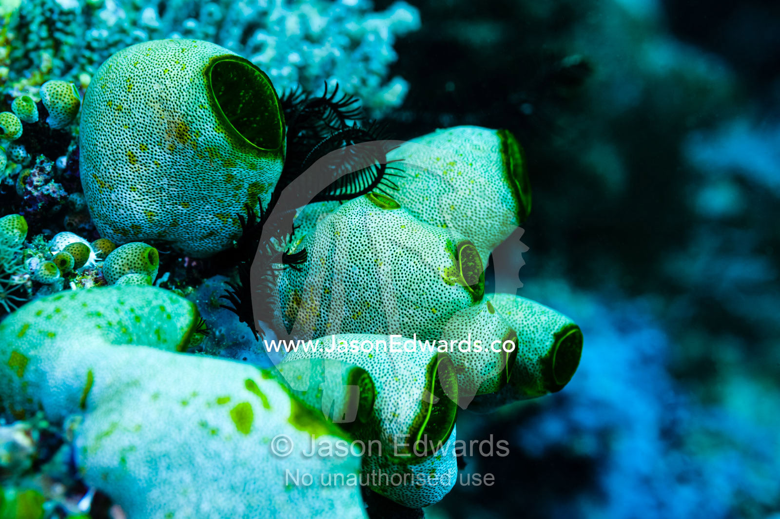 A delicate colony of Green Reef Sea Squirts perched on a reef. Alyui Bay, Waigeo Island, West Papua Province, Raja Ampat, Indonesia.