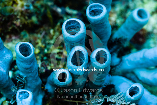 A colony of Blue Tube Sponge on a tropical reef. Alyui Bay, Waigeo Island, West Papua Province, Raja Ampat, Indonesia.