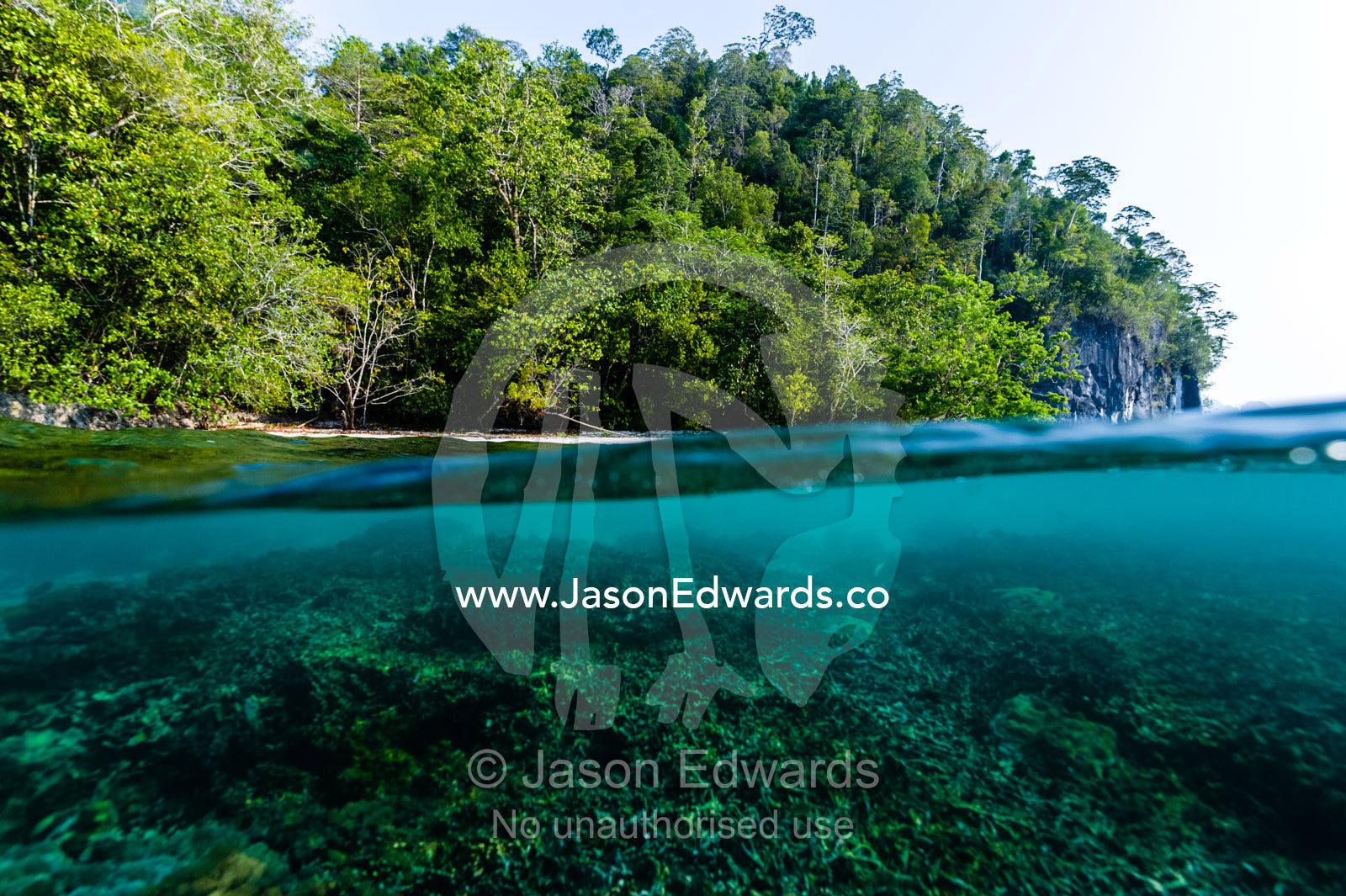 Forest covers a limestone island above a coral reef in the shallows. Alyui Bay, Waigeo Island, West Papua Province, Raja Ampat, Indonesia.