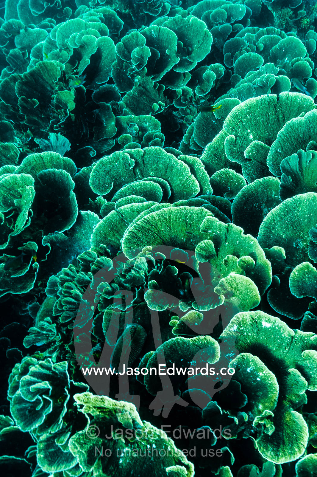A colony of green vase coral on a shallow tropical reef. Alyui Bay, Waigeo Island, West Papua Province, Raja Ampat, Indonesia.