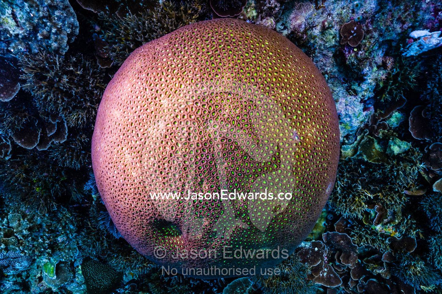 A bright pink circular colonial stony coral on a reef. Alyui Bay, Waigeo Island, West Papua Province, Raja Ampat, Indonesia.