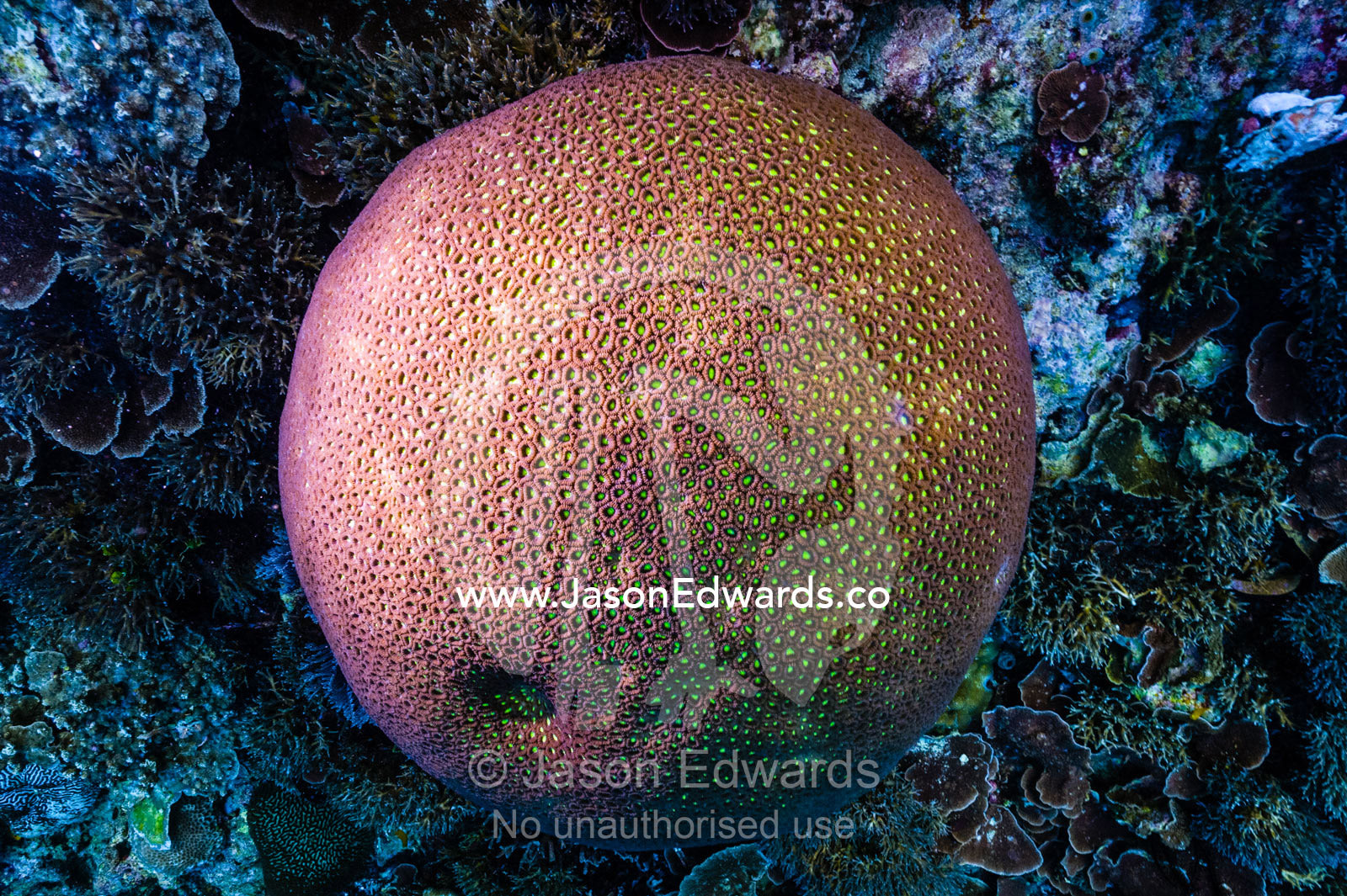 A bright pink circular colonial stony coral on a reef. Alyui Bay, Waigeo Island, West Papua Province, Raja Ampat, Indonesia.