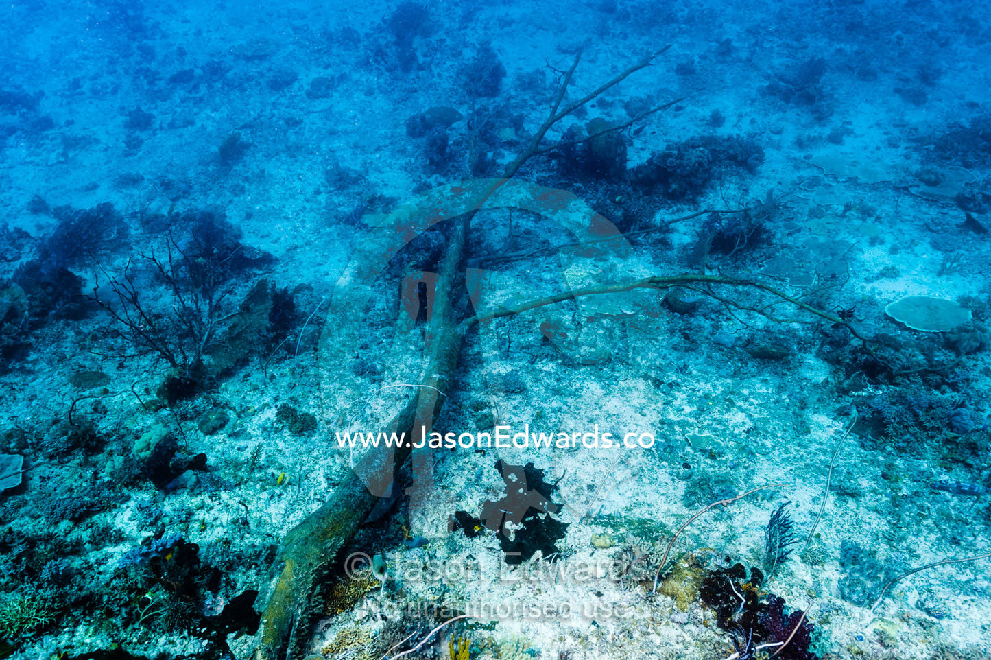 The trunk of a dead tree from a limestone island rotting on the ocean floor. Friwinbonda Island, Raja Ampat, Indonesia.
