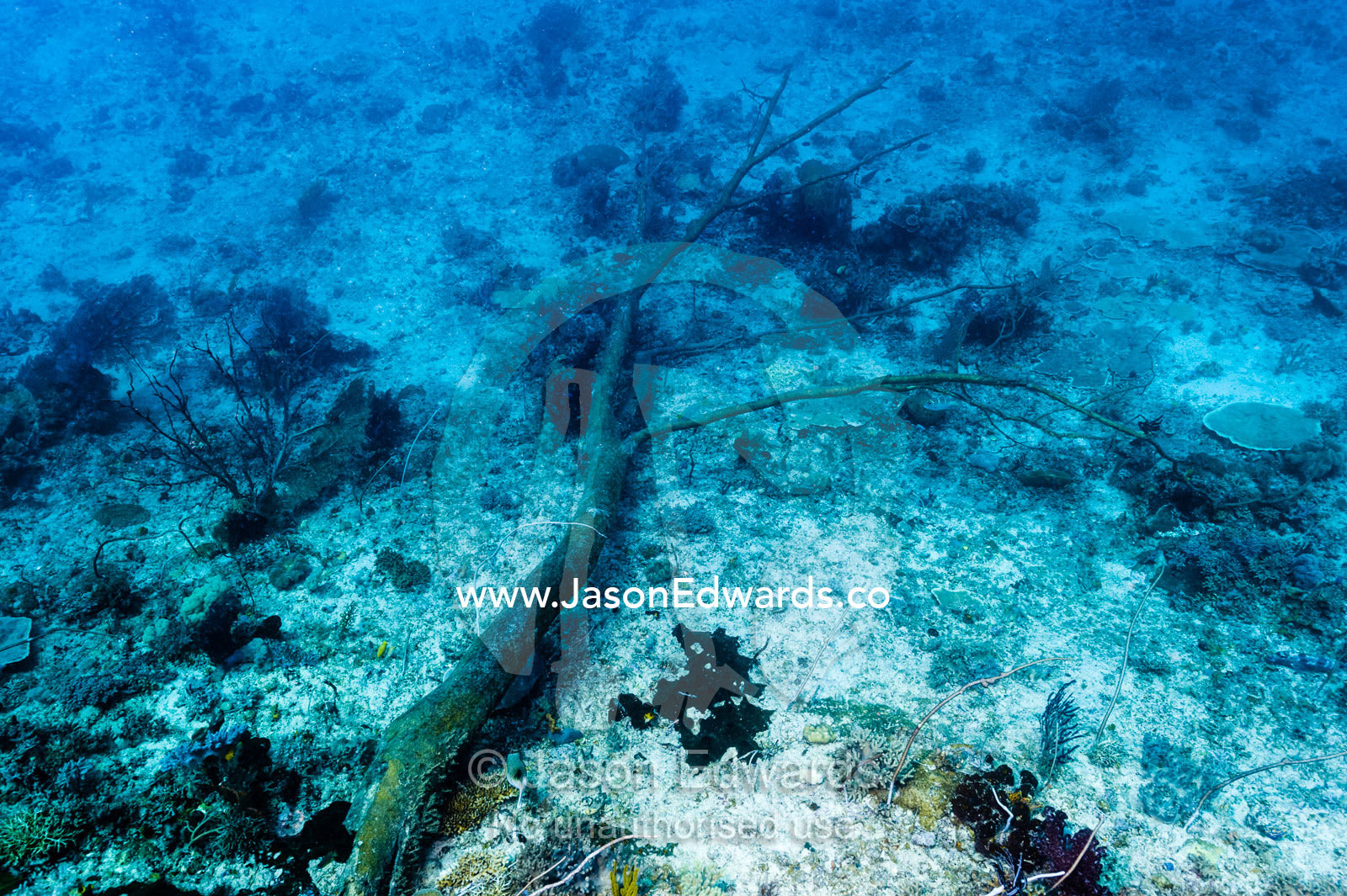 The trunk of a dead tree from a limestone island rotting on the ocean floor. Friwinbonda Island, Raja Ampat, Indonesia.
