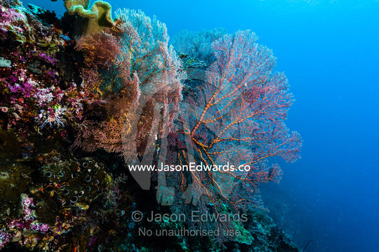 The bright red fragile lattice of a Gorgonian Sea Fan on the wall of a coral reef. Friwinbonda Island, Raja Ampat, Indonesia.