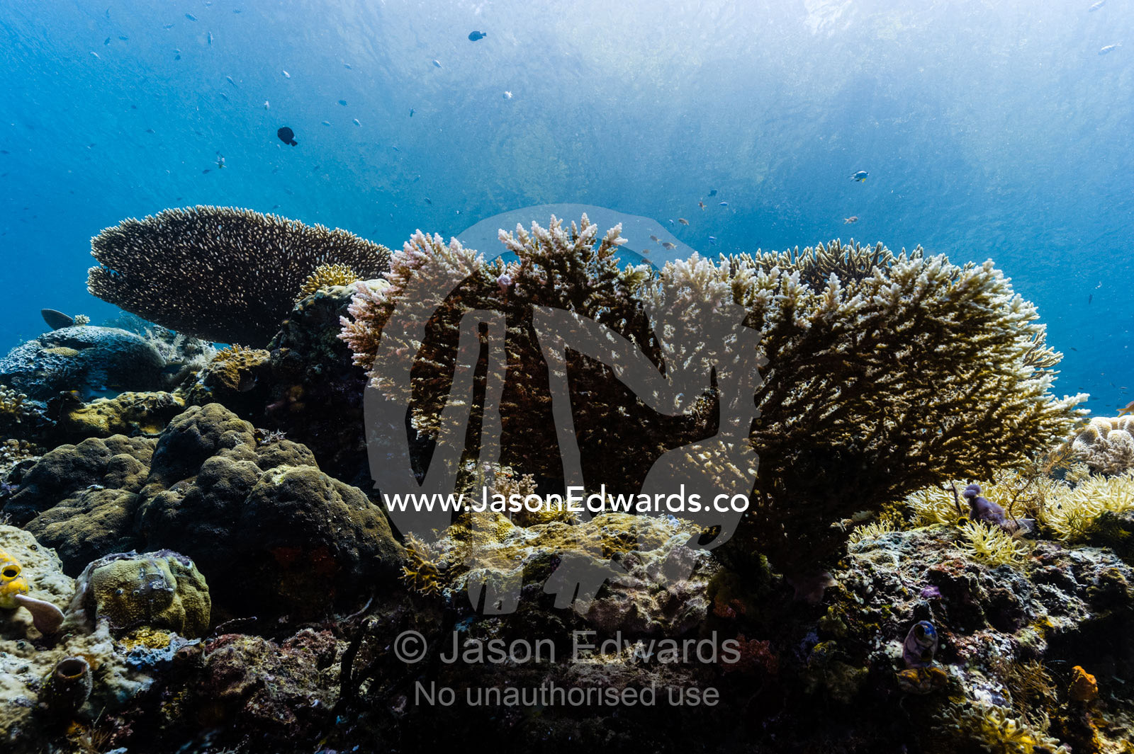 Sunrays passing through the shallow waters of a tropical sea onto a hard coral reef. Friwinbonda Island, Raja Ampat, Indonesia.