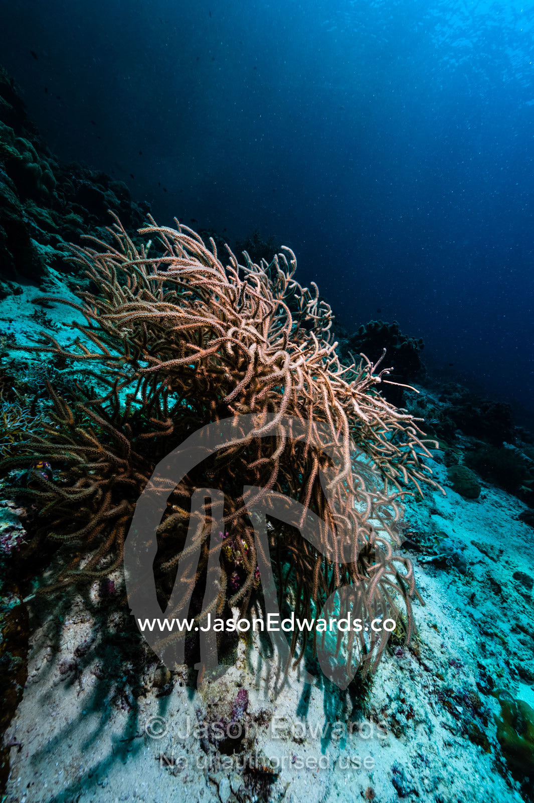 Sunrays passing through the shallow waters of a tropical sea onto a whip coral. Friwinbonda Island, Raja Ampat, Indonesia.