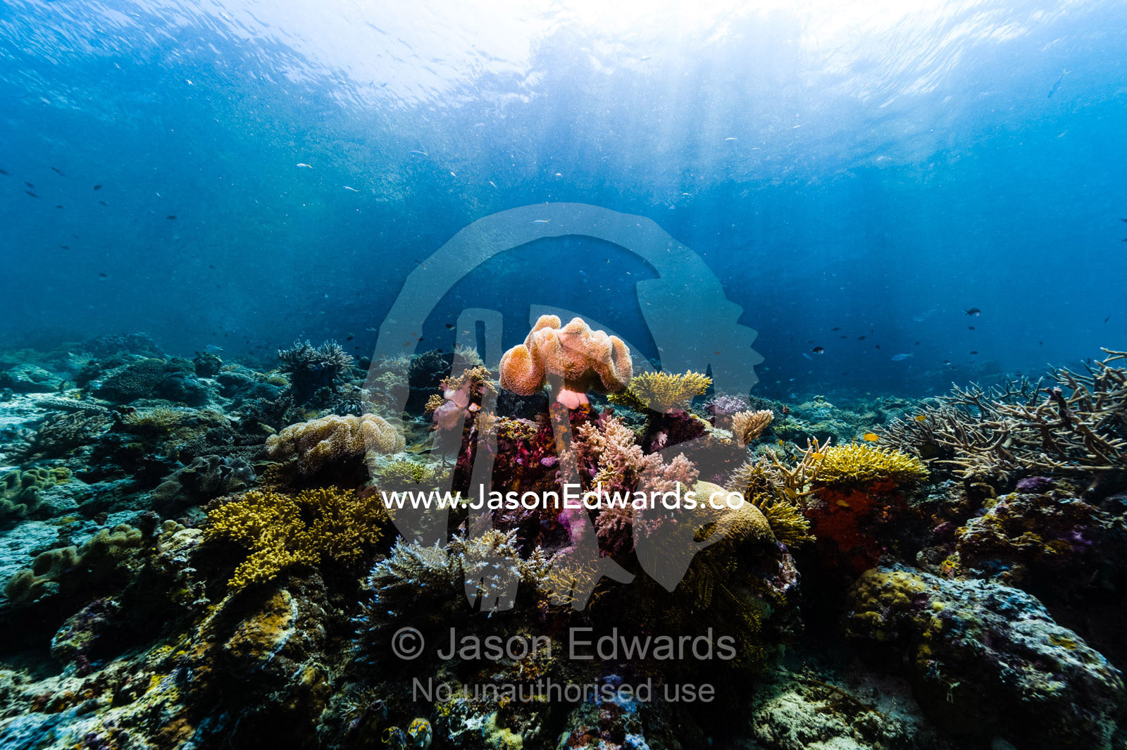 A large soft coral shaped like a toadstool and covered in feeding polyps rests atop a pristine reef in sunrays. Friwinbonda Island, Raja Ampat, Indonesia.