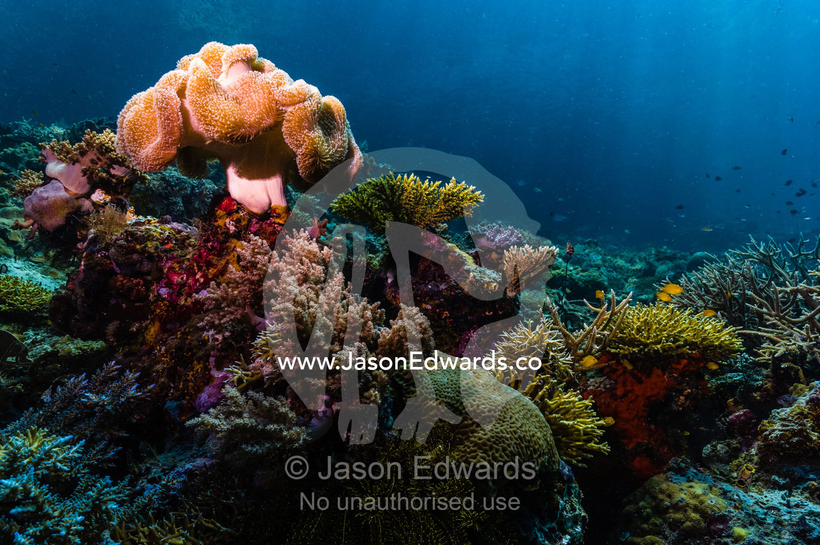 A large soft coral shaped like a toadstool and covered in feeding polyps rests atop a pristine reef in sunrays. Friwinbonda Island, Raja Ampat, Indonesia.