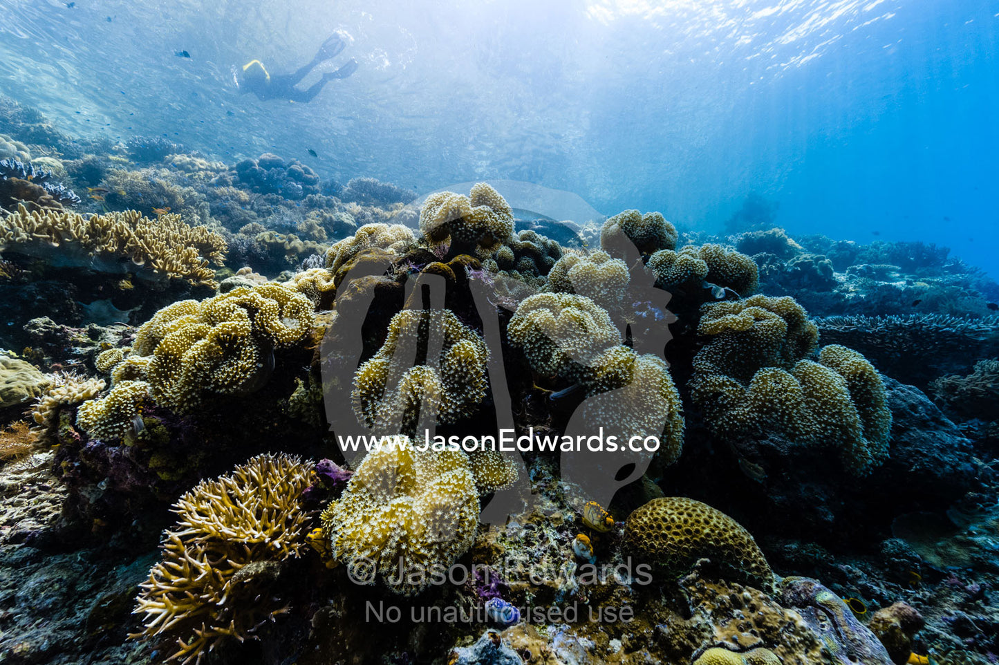 A tourist snorkeling through sunrays over a soft coral reef. Friwinbonda Island, Raja Ampat, Indonesia.