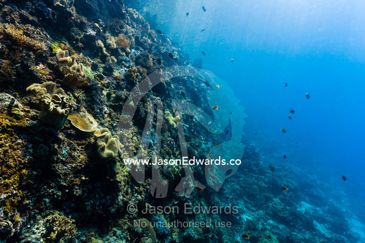 A sunlit reef wall covered in hard corals and soft corals. Friwinbonda Island, Raja Ampat, Indonesia.
