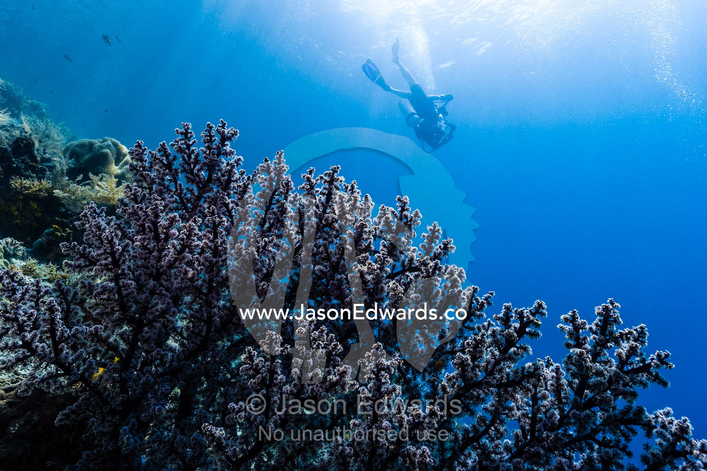 A scuba diver descending over a feeding soft coral on a reef. Friwinbonda Island, Raja Ampat, Indonesia.