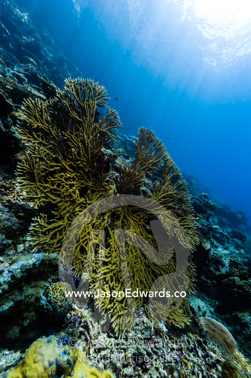 A sprawling hard coral gathering sunrays from the ocean surface. Friwinbonda Island, Raja Ampat, Indonesia.