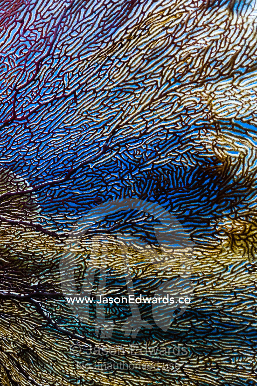The fragile lattice of a Gorgonian Sea Fan on the wall of a coral reef. Friwinbonda Island, Raja Ampat, Indonesia.