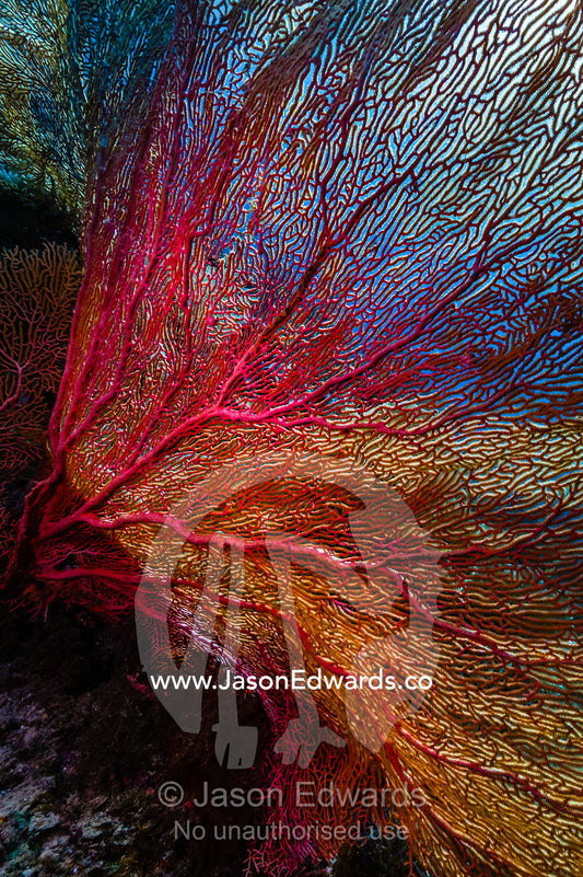 The bright red fragile lattice of a Gorgonian Sea Fan on the wall of a coral reef. Friwinbonda Island, Raja Ampat, Indonesia.